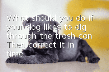 What should you do if your dog likes to dig through the trash can? Then correct it in time!