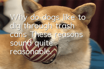 Why do dogs like to dig through trash cans? These reasons sound quite reasonable.