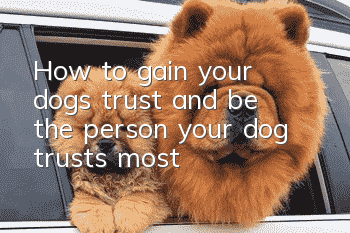 How to gain your dog’s trust and be the person your dog trusts most