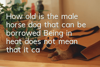 How old is the male horse dog that can be borrowed? Being in heat does not mean that it can be bred.