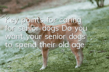 Key points for caring for senior dogs Do you want your senior dogs to spend their old age with peace of mind?