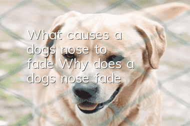 What causes a dog's nose to fade? Why does a dog's nose fade?
