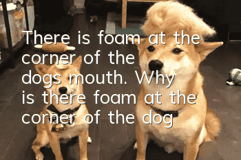 There is foam at the corner of the dog's mouth. Why is there foam at the corner of the dog's mouth?