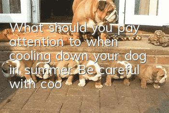 What should you pay attention to when cooling down your dog in summer? Be careful with cooling drinks