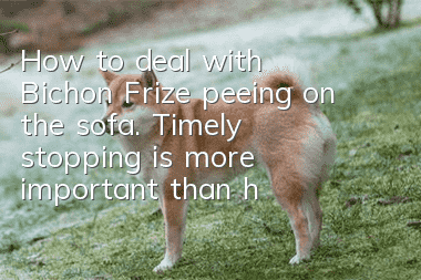 How to deal with Bichon Frize peeing on the sofa. Timely stopping is more important than how to deal with it!