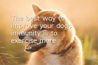 The best way to improve your dog’s immunity is to exercise more
