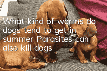 What kind of worms do dogs tend to get in summer? Parasites can also kill dogs!