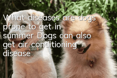 What diseases are dogs prone to get in summer? Dogs can also get air conditioning disease!
