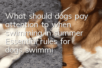 What should dogs pay attention to when swimming in summer? Essential rules for dogs swimming in summer