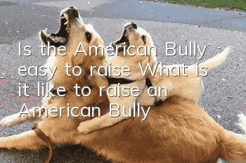 Is the American Bully easy to raise? What is it like to raise an American Bully?