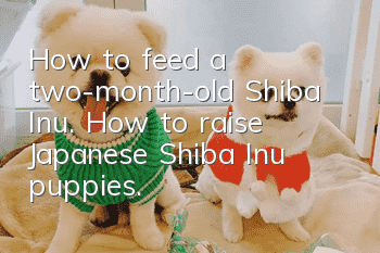 How to feed a two-month-old Shiba Inu. How to raise Japanese Shiba Inu puppies.