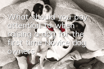What should you pay attention to when raising a dog for the first time? Novice dog owners need to understand the dietary restrictions of dogs