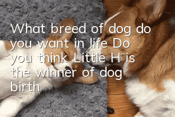 What breed of dog do you want in life? Do you think Little H is the winner of dog birth?