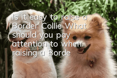 Is it easy to raise a Border Collie? What should you pay attention to when raising a Border Collie?