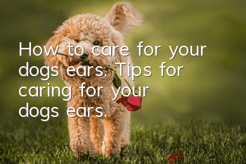 How to care for your dog’s ears. Tips for caring for your dog’s ears.