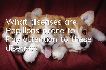 What diseases are Papillons prone to? Pay attention to these diseases