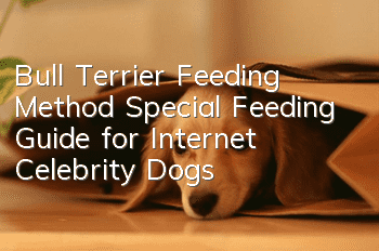 Bull Terrier Feeding Method Special Feeding Guide for Internet Celebrity Dogs