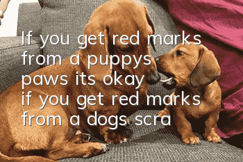 If you get red marks from a puppy's paws, it's okay if you get red marks from a dog's scratches but the skin is not broken!