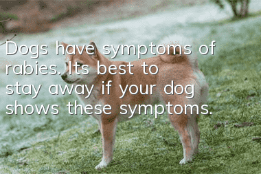 Dogs have symptoms of rabies. It’s best to stay away if your dog shows these symptoms.