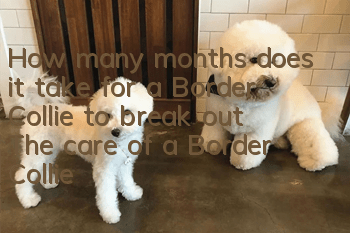 How many months does it take for a Border Collie to break out? The care of a Border Collie during the period of hair breakout is very important!