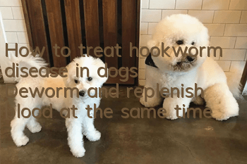How to treat hookworm disease in dogs? Deworm and replenish blood at the same time