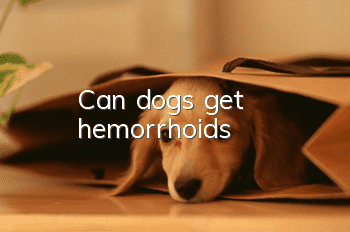Can dogs get hemorrhoids?