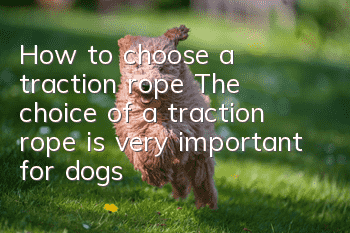 How to choose a traction rope? The choice of a traction rope is very important for dogs!