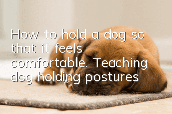 How to hold a dog so that it feels comfortable. Teaching dog holding postures