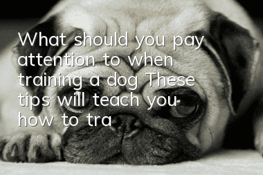 What should you pay attention to when training a dog? These tips will teach you how to train a good dog.