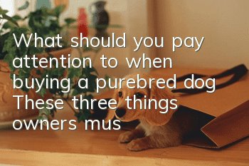 What should you pay attention to when buying a purebred dog? These three things owners must know