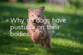 Why do dogs have pustules on their bodies?