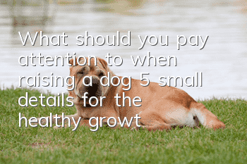 What should you pay attention to when raising a dog? 5 small details for the healthy growth of your dog