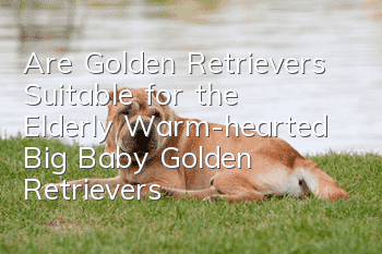 Are Golden Retrievers Suitable for the Elderly? Warm-hearted Big Baby Golden Retrievers