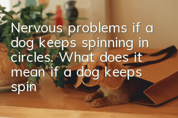 Nervous problems if a dog keeps spinning in circles. What does it mean if a dog keeps spinning in circles if it wants to bite its tail?