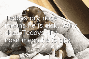 Teddy's dry nose means he is sick. Why does Teddy's dry nose mean he is sick?