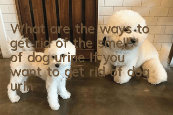 What are the ways to get rid of the smell of dog urine? If you want to get rid of dog urine, you need to use the toilet correctly!