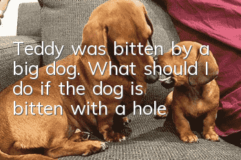 Teddy was bitten by a big dog. What should I do if the dog is bitten with a hole?