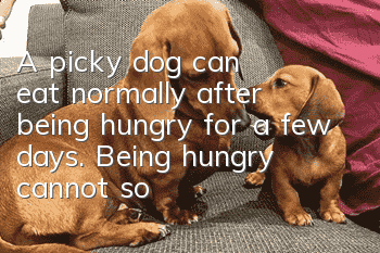 A picky dog can eat normally after being hungry for a few days. Being hungry cannot solve the basic problem!
