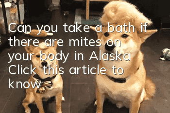 Can you take a bath if there are mites on your body in Alaska? Click this article to know all about it!