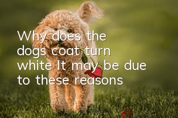Why does the dog's coat turn white? It may be due to these reasons