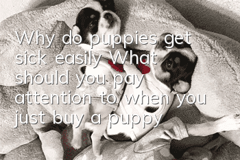 Why do puppies get sick easily? What should you pay attention to when you just buy a puppy?