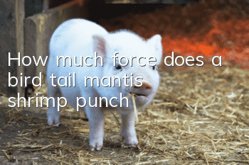 How much force does a bird tail mantis shrimp punch?