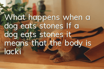 What happens when a dog eats stones? If a dog eats stones, it means that the body is lacking a lot of elements.