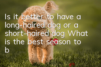Is it better to have a long-haired dog or a short-haired dog? What is the best season to buy puppies?