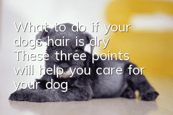 What to do if your dog’s hair is dry? These three points will help you care for your dog’s hair.