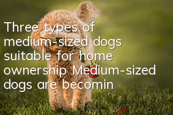 Three types of medium-sized dogs suitable for home ownership Medium-sized dogs are becoming more and more popular