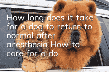 How long does it take for a dog to return to normal after anesthesia? How to care for a dog after anesthesia?
