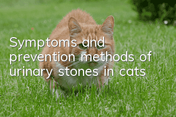 Symptoms and prevention methods of urinary stones in cats