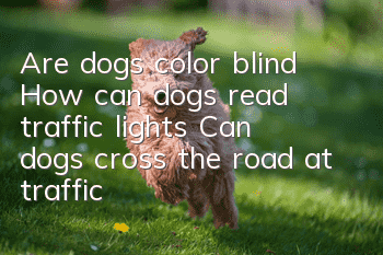 Are dogs color blind? How can dogs read traffic lights? Can dogs cross the road at traffic lights?