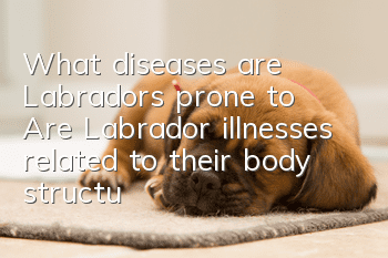 What diseases are Labradors prone to? Are Labrador illnesses related to their body structure?
